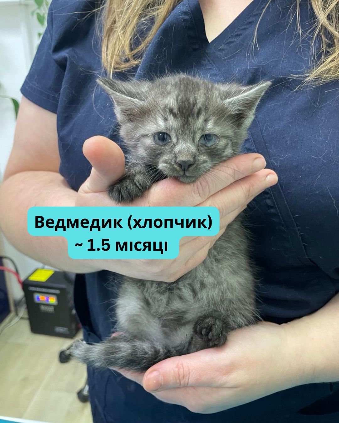 Вусаті діти шукають котобатьків