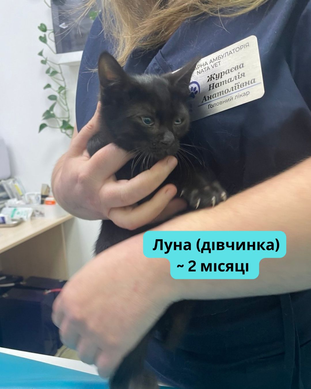 Вусаті діти шукають котобатьків