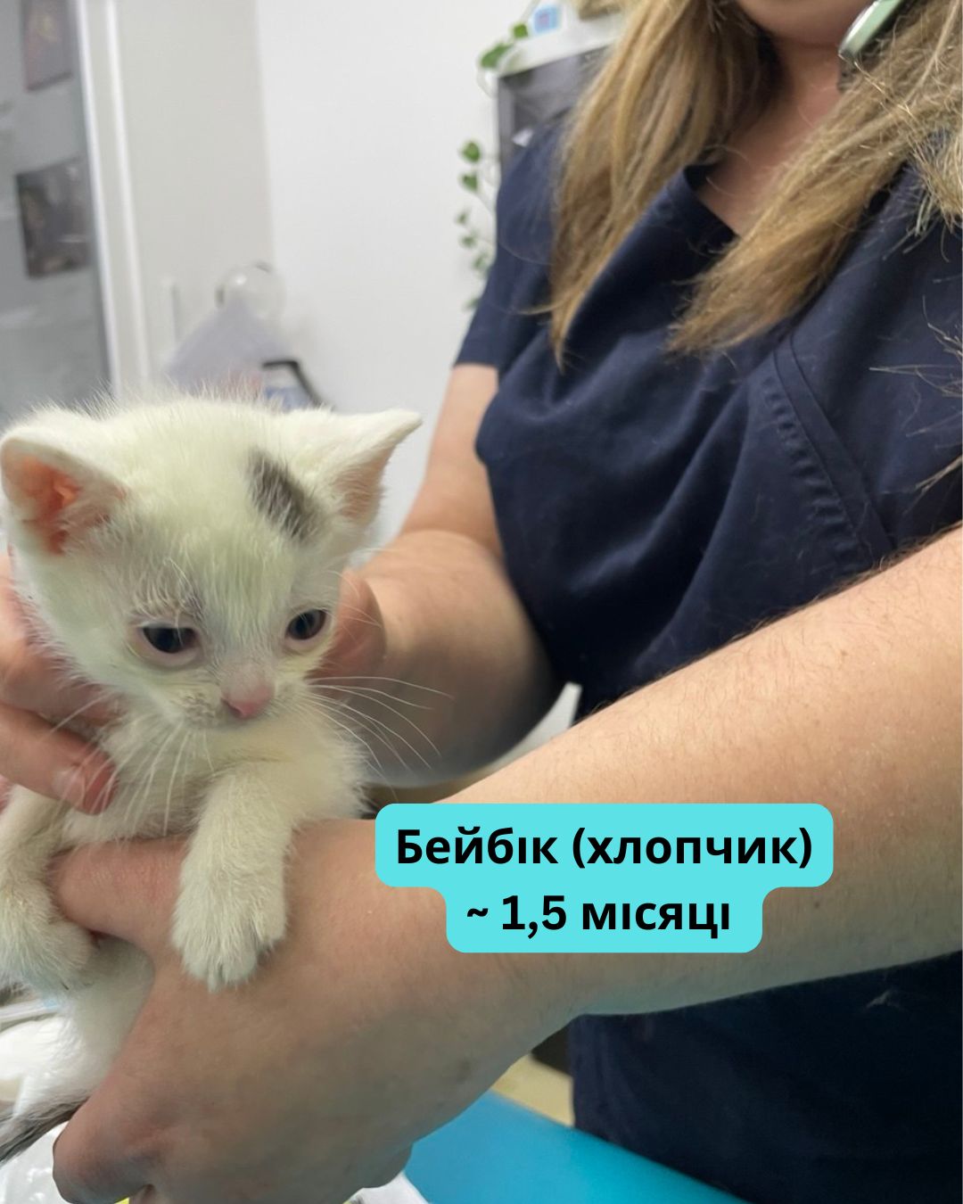 Вусаті діти шукають котобатьків