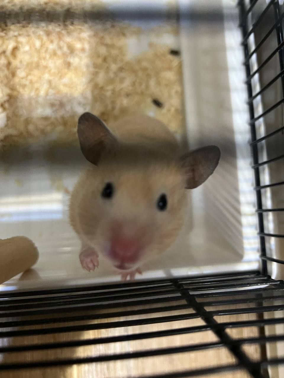 Віддам безкоштовно двох хом'яків у добрі руки!
