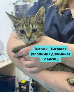 Терміново шукаємо дім для кошенят
