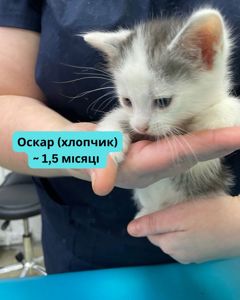 Вусаті діти шукають котобатьків