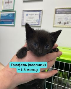 Терміново шукаємо дім для кошенят