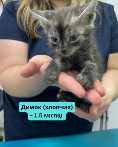 Терміново шукаємо дім для кошенят
