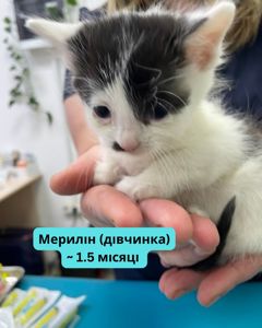 Терміново шукаємо дім для кошенят