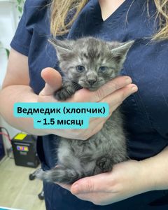 Вусаті діти шукають котобатьків