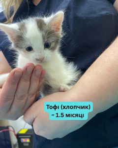Вусаті діти шукають котобатьків