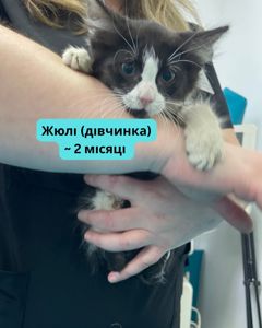 Терміново шукаємо дім для кошенят
