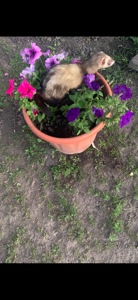 Домашний ручной хорек