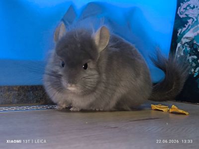 Самець шиншила з шикарним набором генів