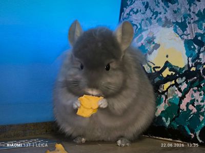 Самець шиншила з шикарним набором генів