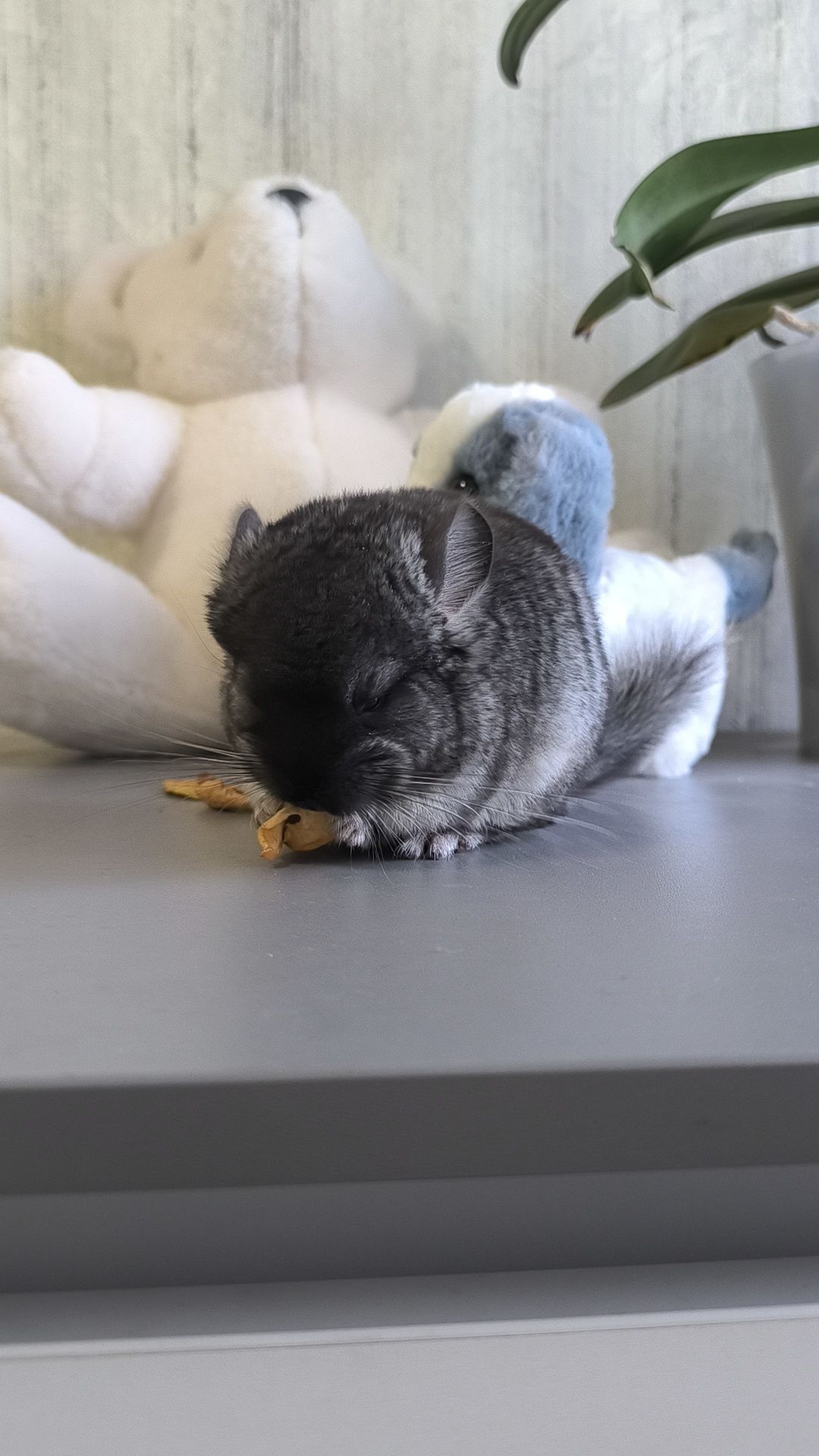 Чорний оксамит хлопчик