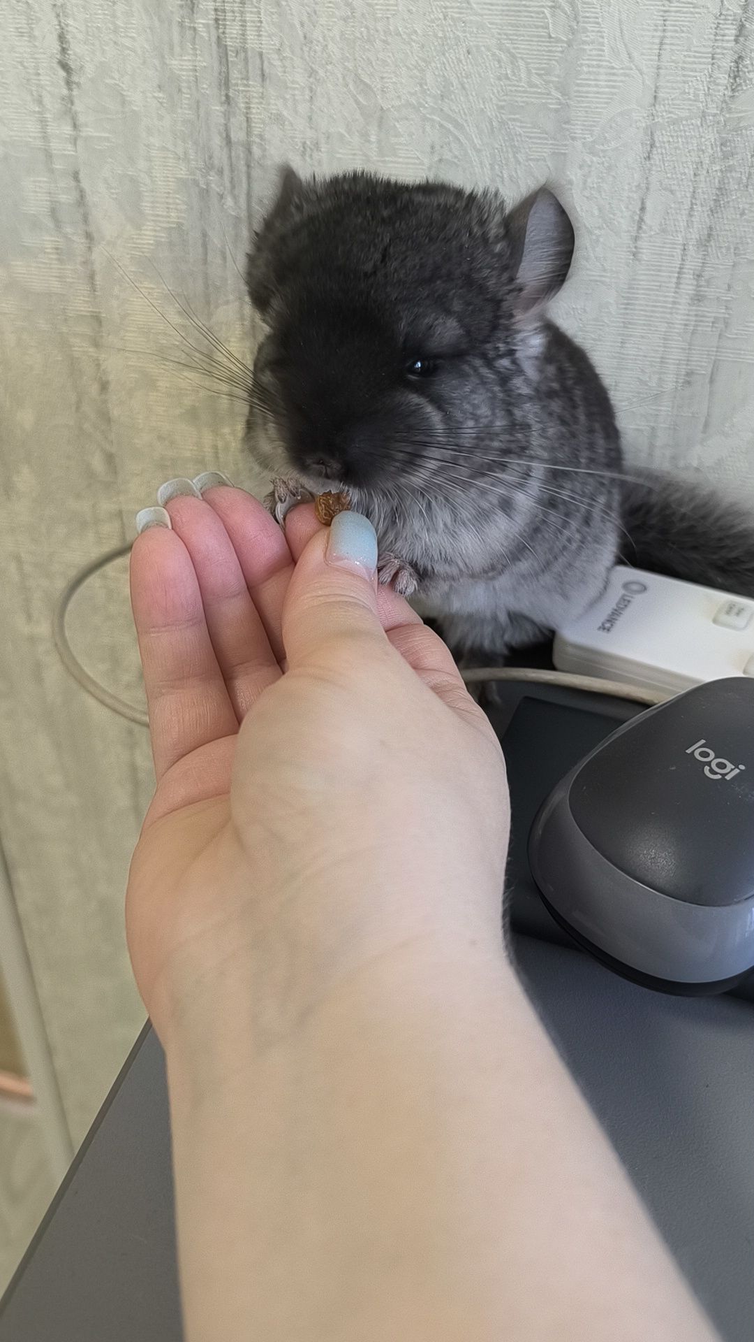 Чорний оксамит хлопчик