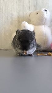 Чорний оксамит хлопчик