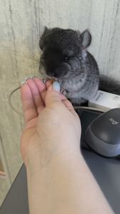 Чорний оксамит хлопчик
