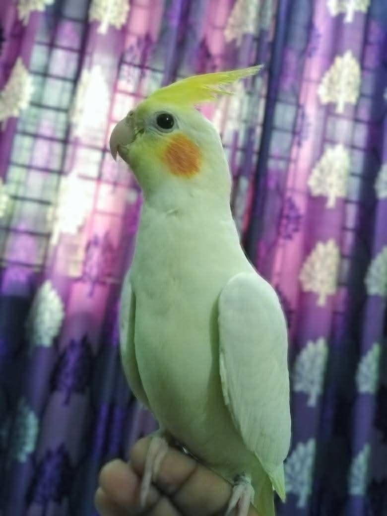 🌿 Птенцы корелл