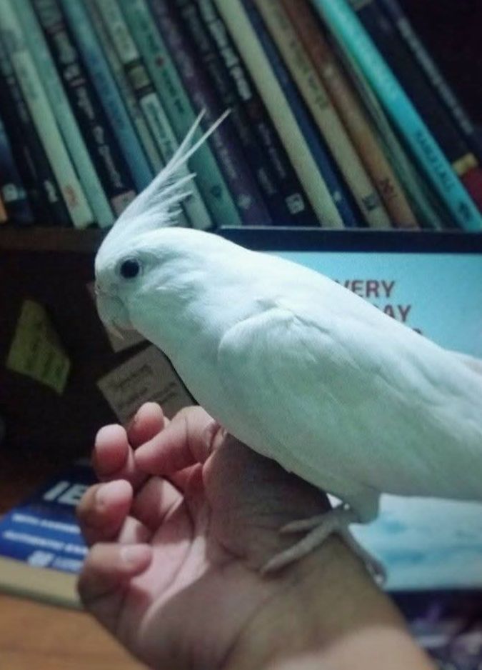 Белые безщёкие кореллы 🤍