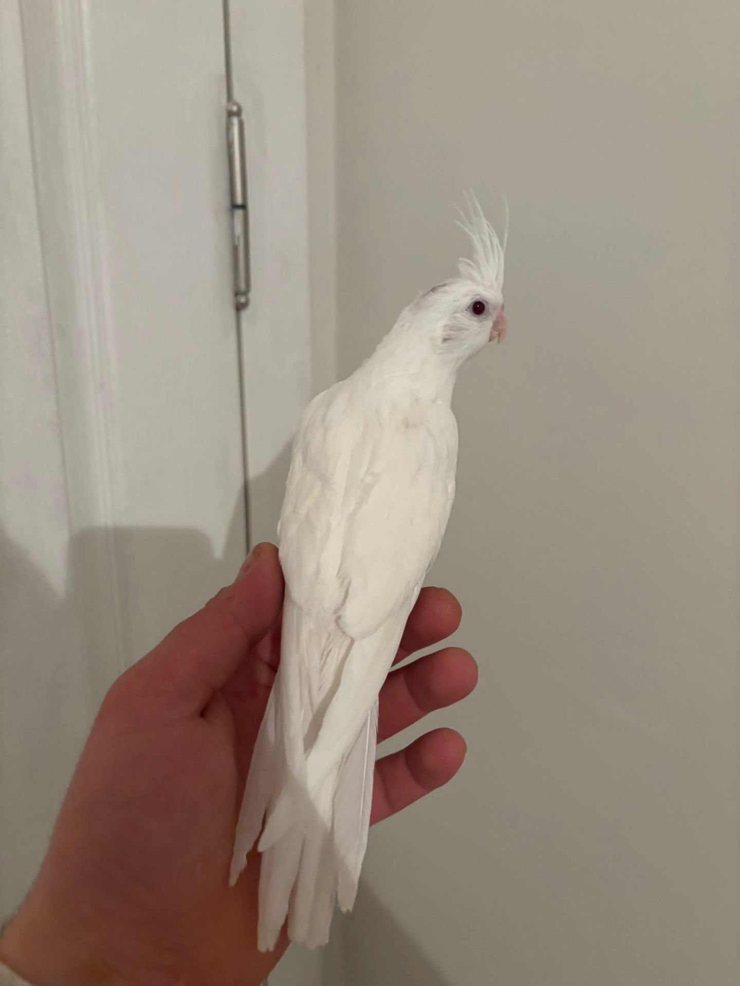 Белые безщёкие кореллы 🤍