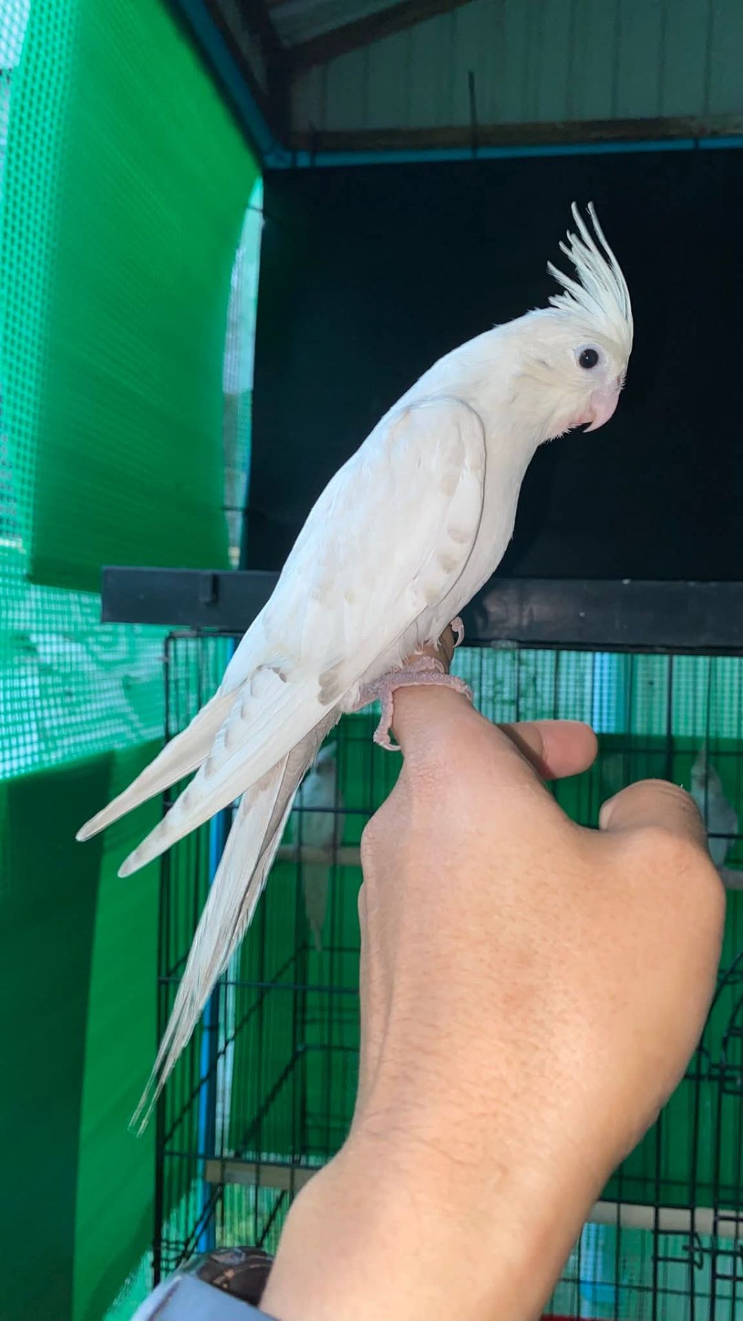 Белые безщёкие кореллы 🤍