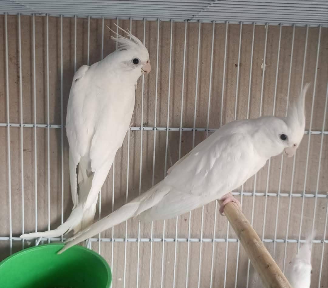 Белые безщёкие кореллы 🤍
