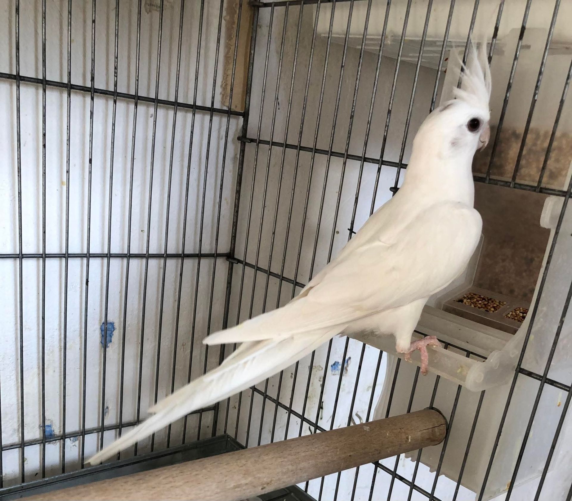 Белые безщёкие кореллы 🤍