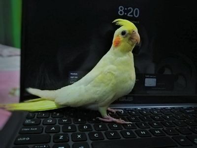 🌿 Птенцы корелл
