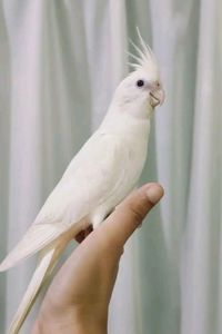 Белые безщёкие кореллы 🤍