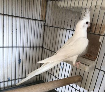 Белые безщёкие кореллы 🤍