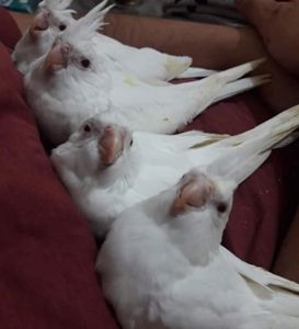 Белые безщёкие кореллы 🤍