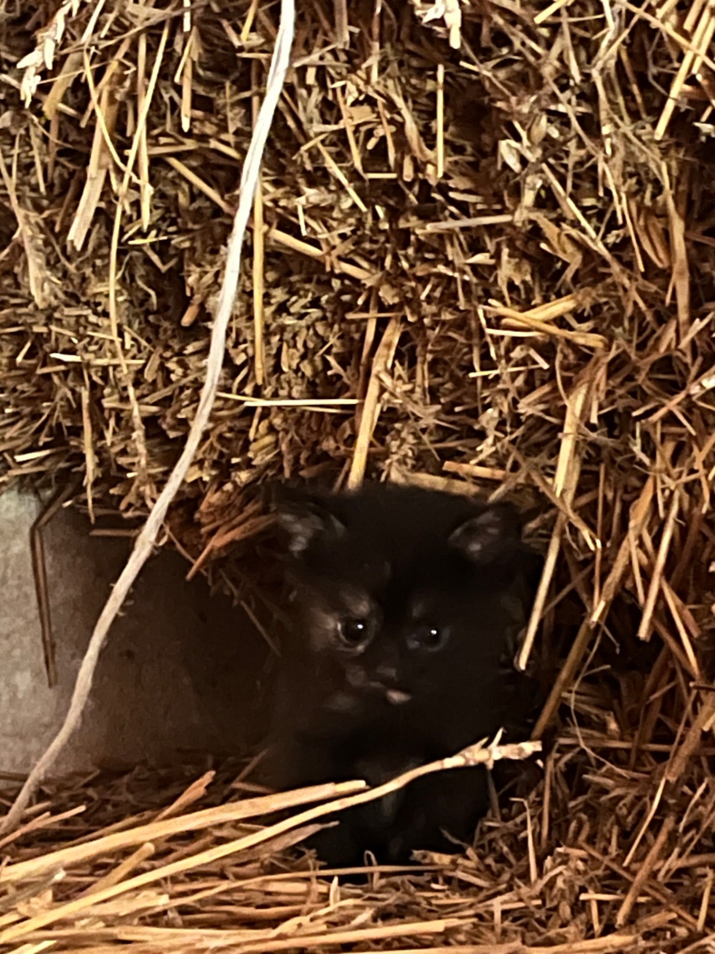 Кошенята шукають дім