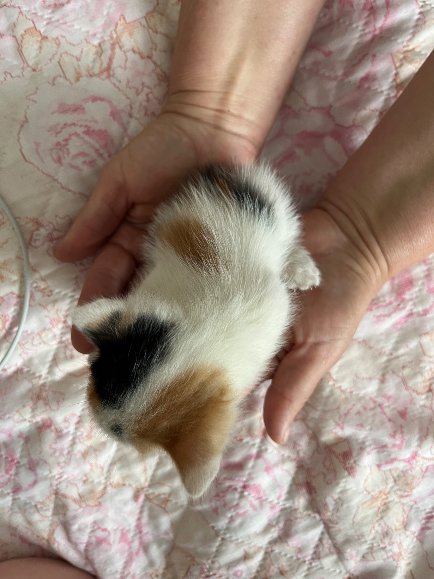 Кошенята шукають дім