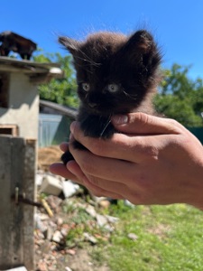Кошенята шукають дім