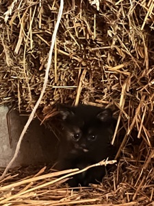 Кошенята шукають дім