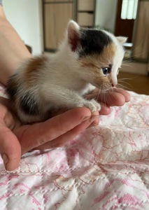 Кошенята шукають дім