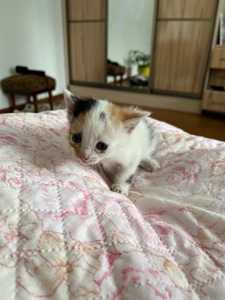 Кошенята шукають дім