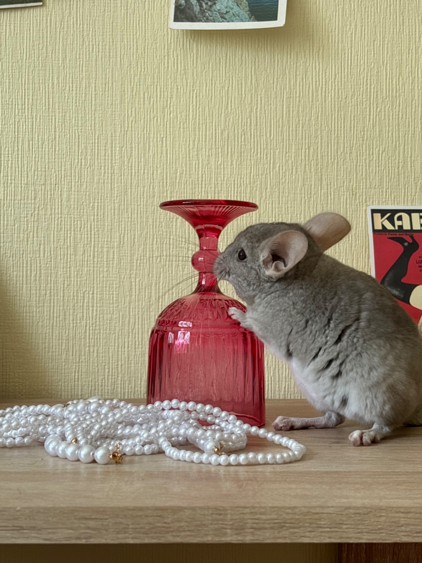 Хлопчик шиншила гомобеж