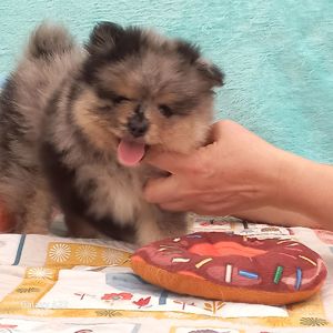 Хлопчик мерлє