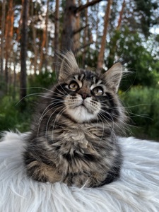 Дівчинка Uki