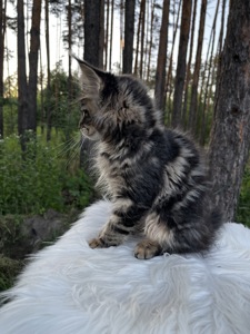 Дівчинка Uki