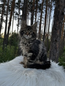 Дівчинка Uki