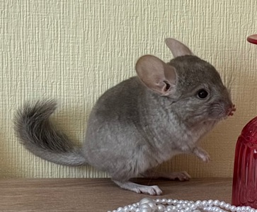 Хлопчик шиншила гомобеж