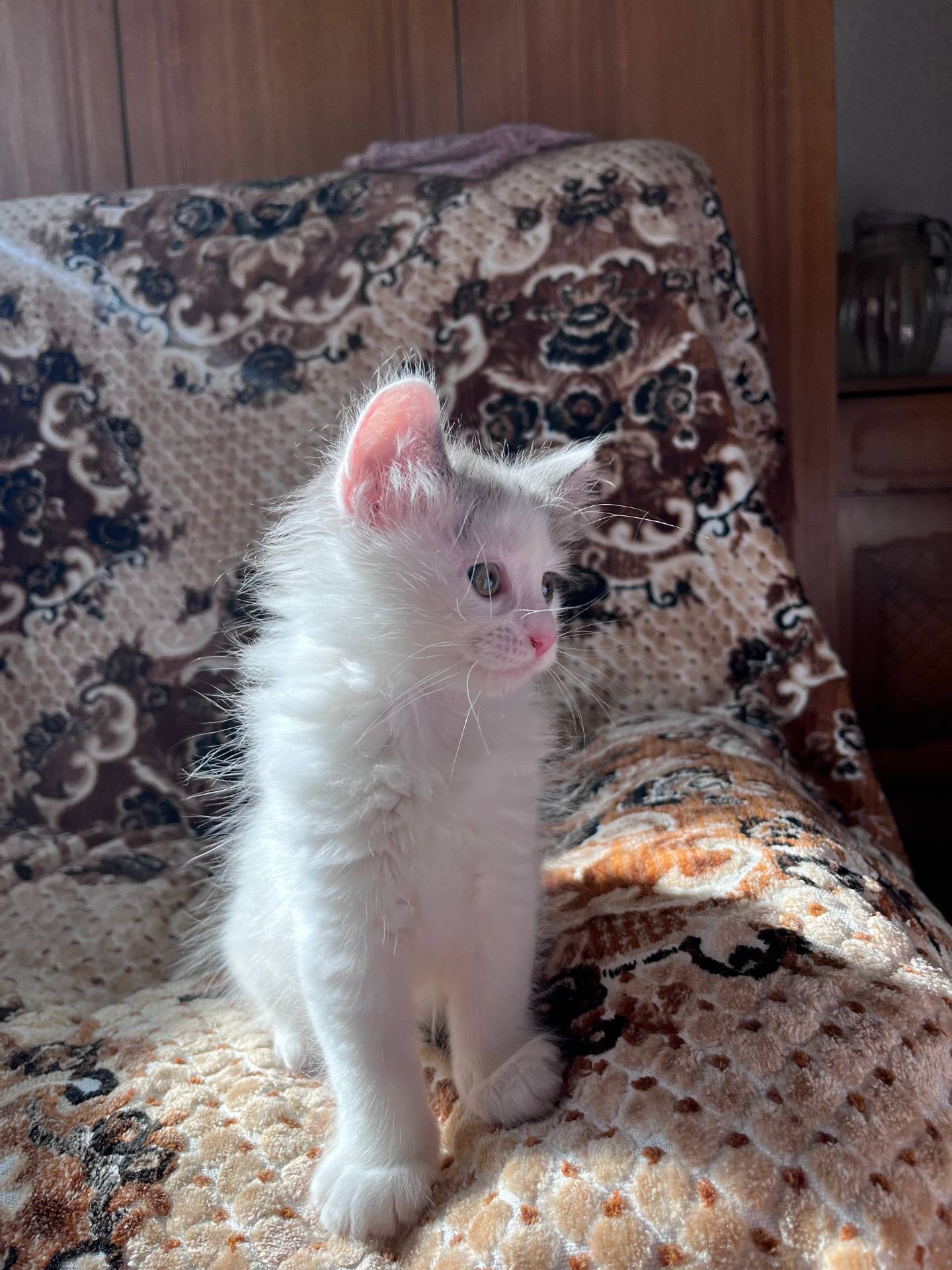 🐾 Шукаємо для кошеняти люблячу родину! 🐾