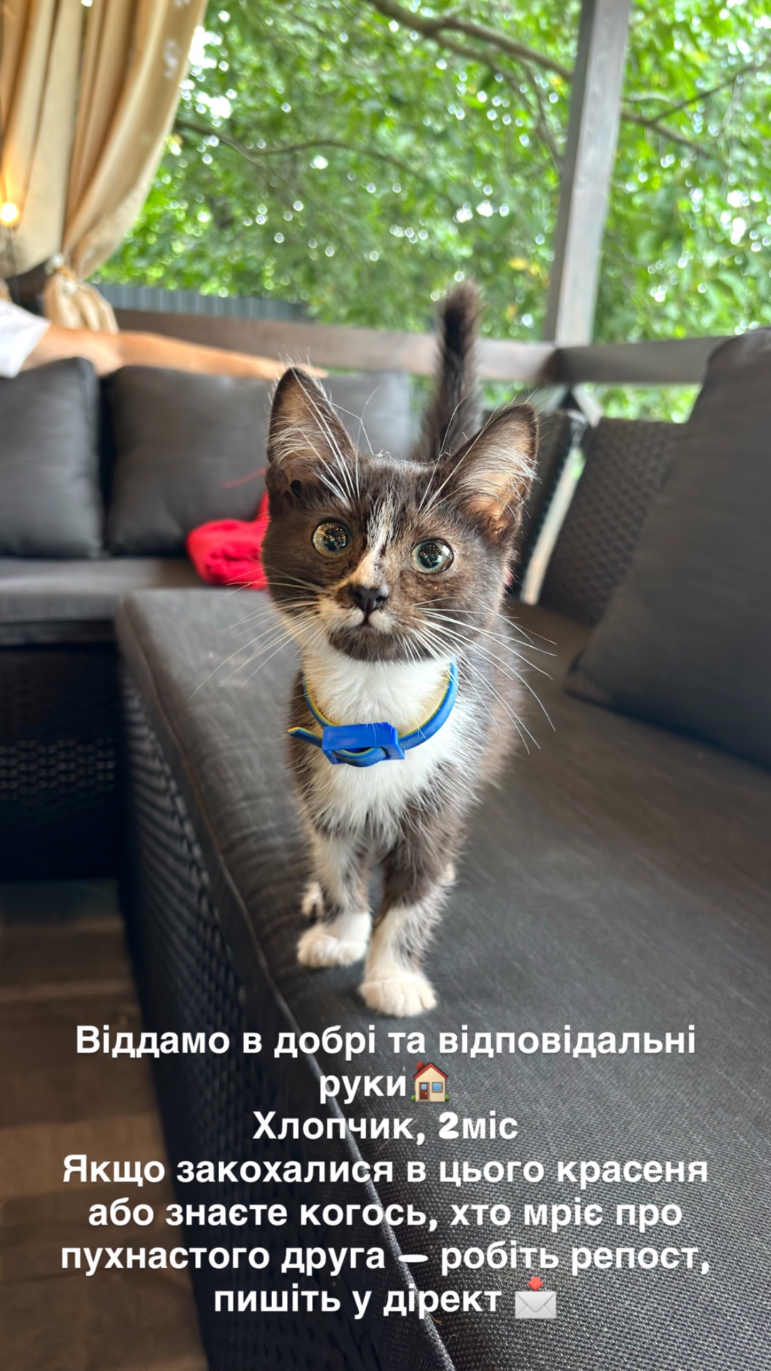 Кошеня в добрі руки