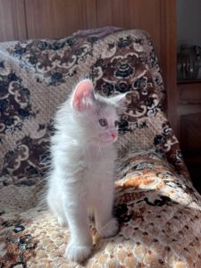 🐾 Шукаємо для кошеняти люблячу родину! 🐾