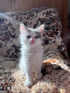 🐾 Шукаємо для кошеняти люблячу родину! 🐾