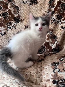 🐾 Шукаємо для кошеняти люблячу родину! 🐾