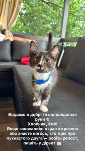 Кошеня в добрі руки