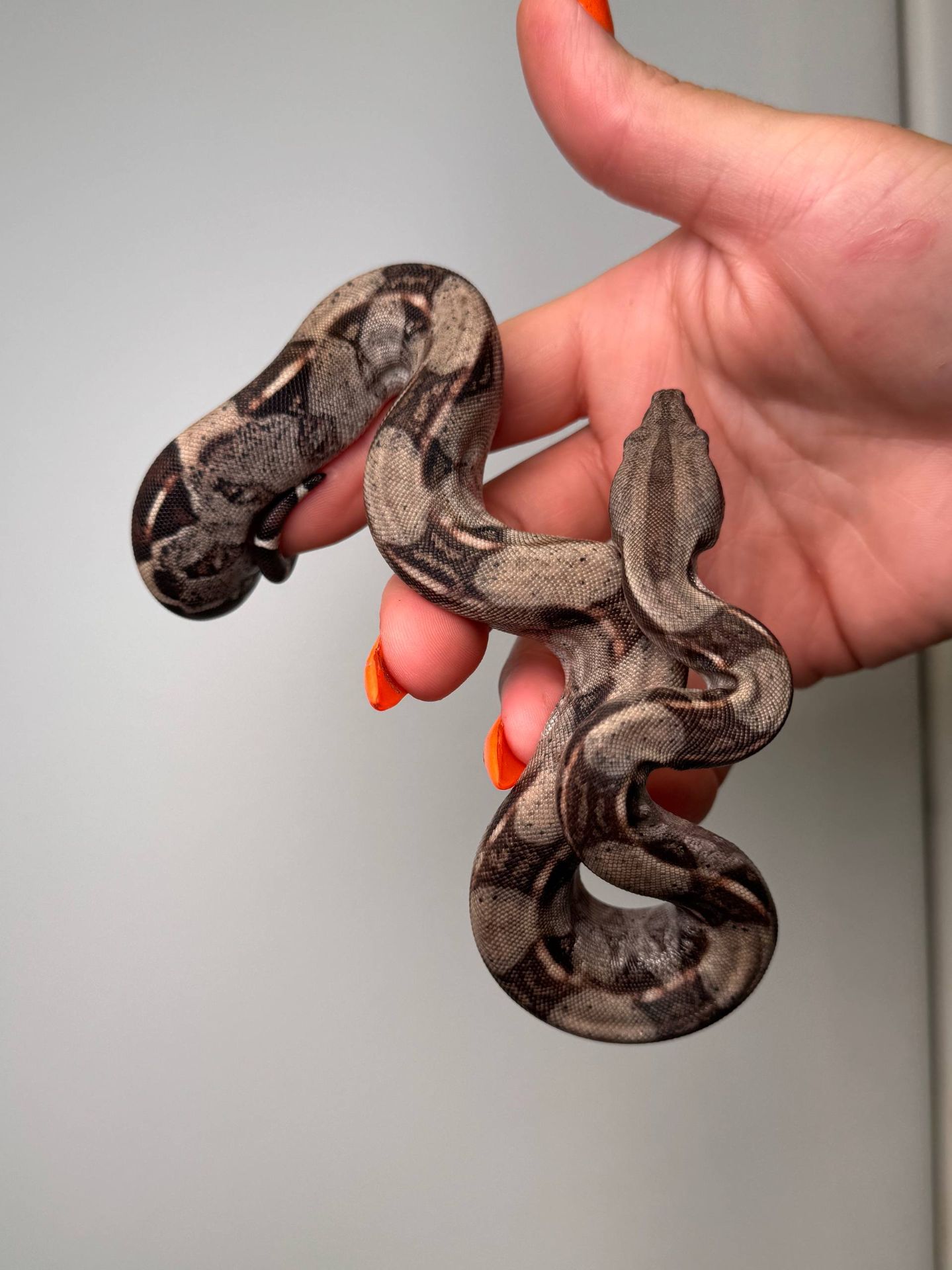 Імператорський удав БОА, Boa constrictor удав, ручна змія для дому, малюк удаву