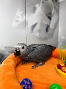 Жако. Пашенята Жако, викомиші Жако