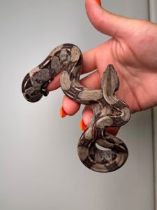 Імператорський удав БОА, Boa constrictor удав, ручна змія для дому, малюк удаву